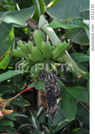 已經生產的香蕉 2012330
