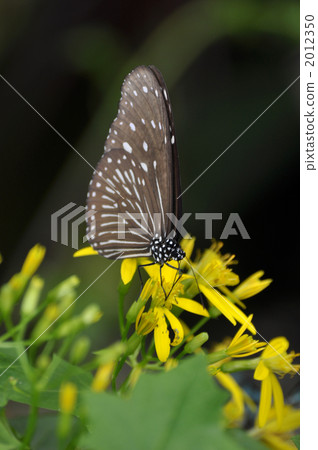 Tsumura Maki Madara 2012350