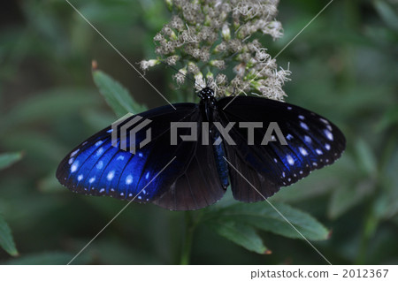 Tsumura Maki Madara 2012367