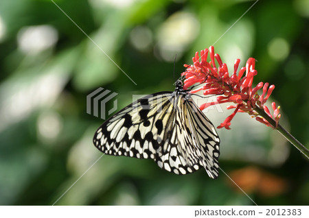 Odontonema，Strickum和Ogomadara 2012383