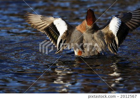 Hydrigamo之翼 2012567