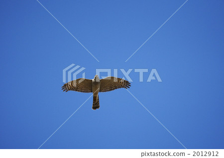 在飛行中幼小巨型飛鳥 在飛行中幼小巨型飛鳥 2012912