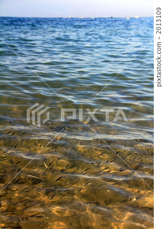 透明藍色海魚 2013109