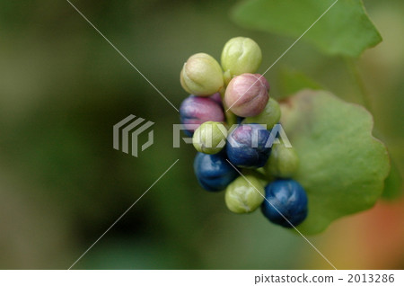 Ishikawa Ishikawa 2013286