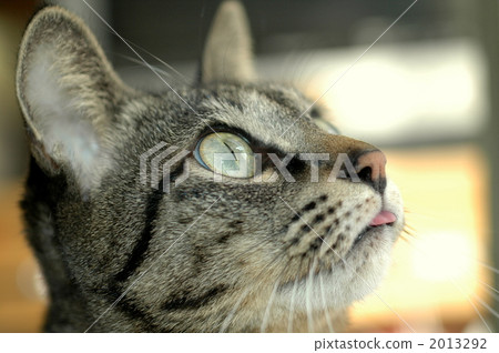 Cat's tongue 2013292
