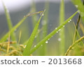 hope, future, damselfly 2013668