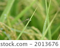 damselfly, morning dew, drop 2013676