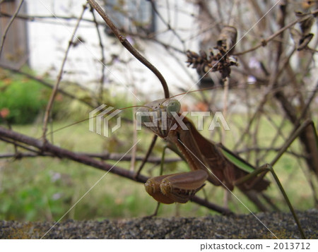 Mantis to look at Mantis to look at 2013712