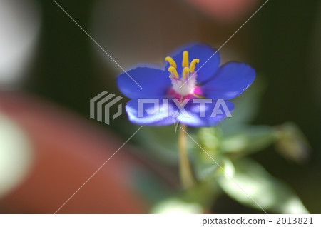 Anagaris blue impression Anagaris blue impression 2013821