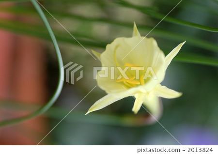 迷你水仙花 迷你水仙花 2013824