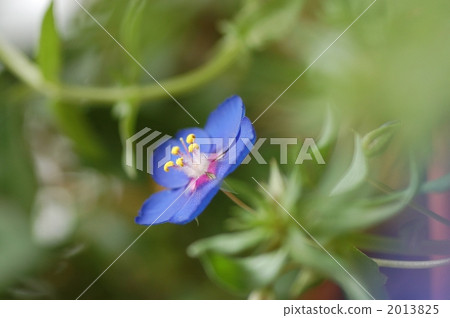 Anagaris blue impression Anagaris blue impression 2013825