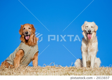 Where are you going? 2013837