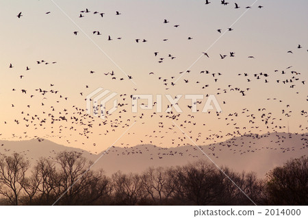 greater white-fronted goose, flock, nature 2014000