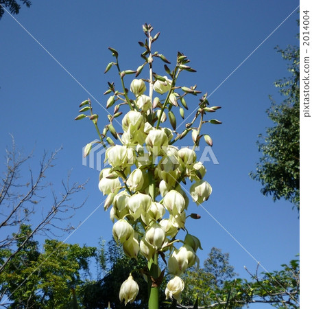 yucca gloriosa, atsuha kun months dylan, bloom 2014004