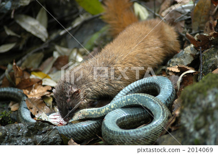 Supplementation of Itachi Supplementation of Itachi 2014069