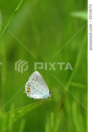 大和Shizimi 2014073