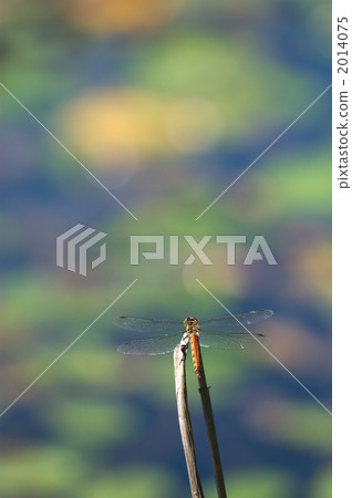 赤蜻屬frequens 赤蜻屬frequens 2014075