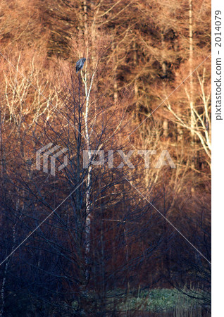 An owl crowding on a tree 2014079