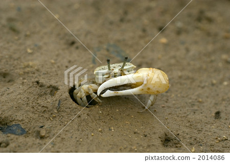 Fiddler crab 2014086