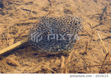 Yamahagakara Egg 2014115