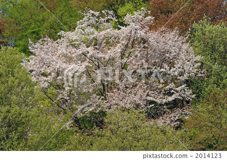 山櫻 山櫻 2014123