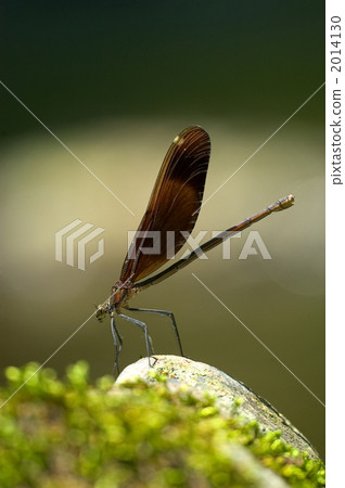 蜻蜓 蜻蜓 2014130