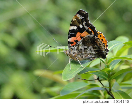 一隻蝴蝶 一隻蝴蝶 2014140