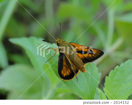 Asahina Kimadarase 2014152