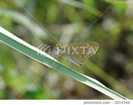 Chabane Seseli 2014160