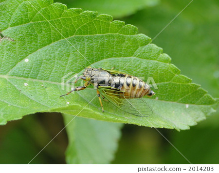 岩崎X-Semi 2014203