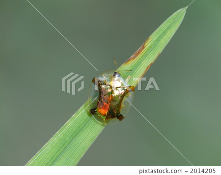 Jingasa beetle 2014205