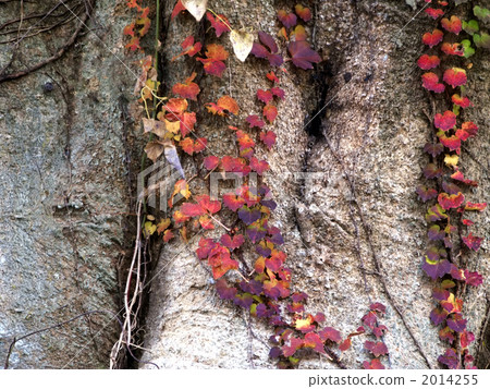 Copy space of ivy entwined with zelkova 2014255