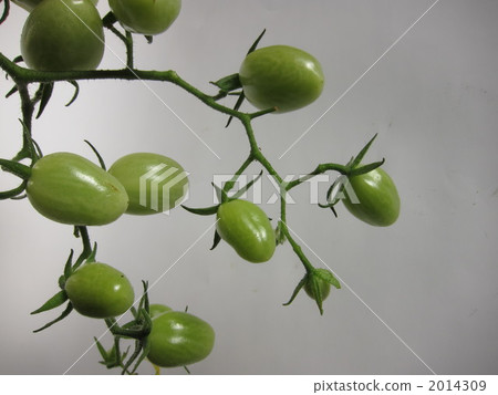 蕃茄 蕃茄 2014309