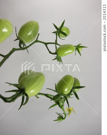 Tomato 2014313