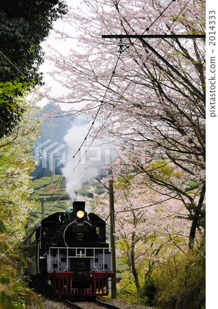 Cherry blossoms and steam locomotive 2014333