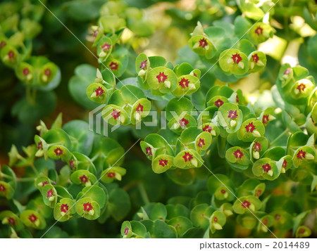 Euphorbia "marchy" 2014489
