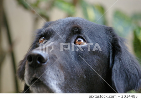labrador, pet, pets 2014495