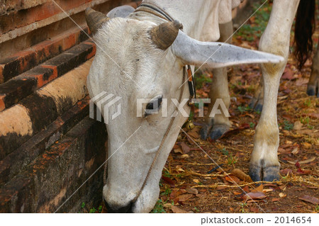 山羊（面部） 2014654