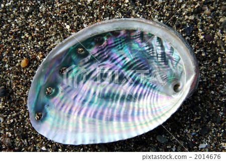 Seashell of abalone 2014676