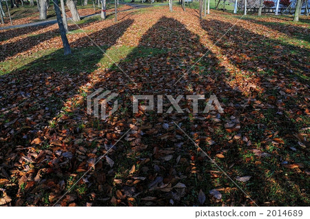 Shadow of trees 2014689