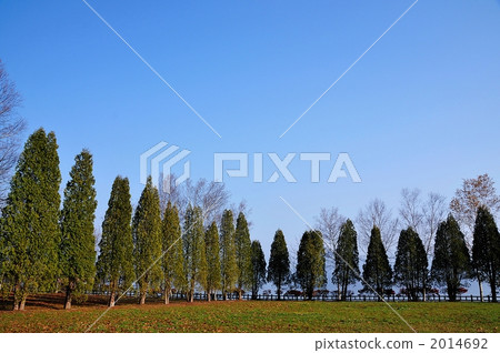 Windproof forest 2014692