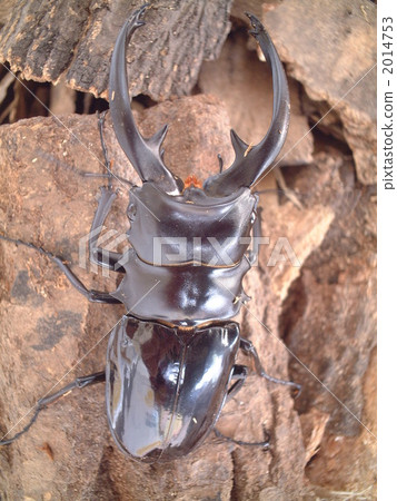 Intermedia glutinacea from Negros Island 2014753