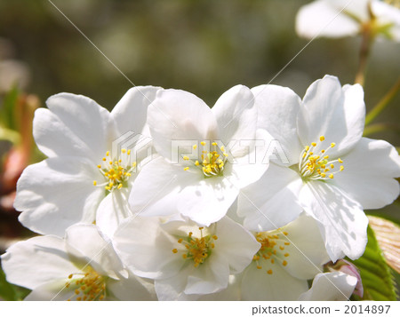 Oshimazakura花 2014897