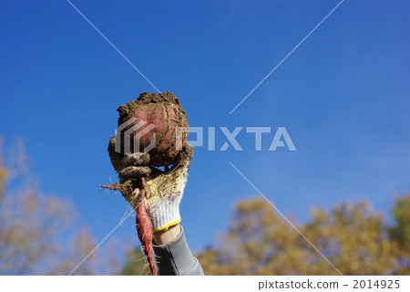 harvest, vegetables, vegetable 2014925