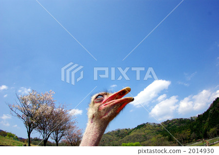ostrich, ostriches, bird 2014930