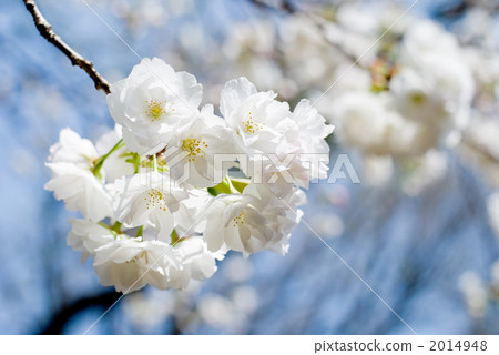Risakura花 2014948