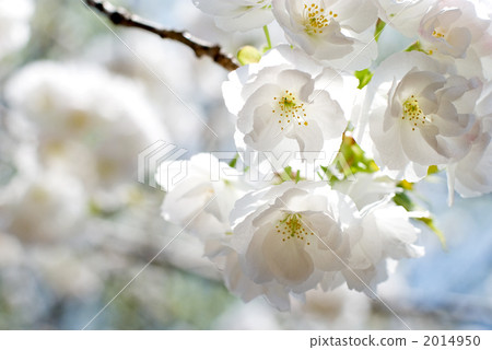 Risakura flower 2014950