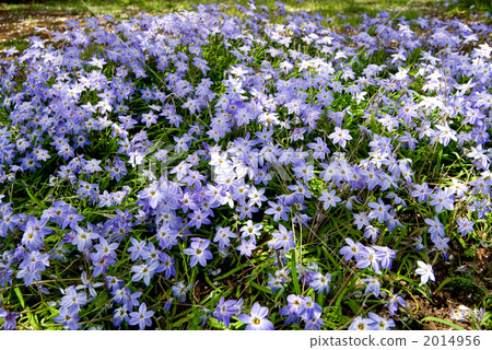 Hananilla花園 Hananilla花園 2014956