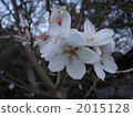 four season cherry blossom, cherry blossom, cherry tree 2015128