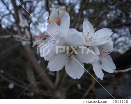 four season cherry blossom, cherry blossom, cherry tree 2015128